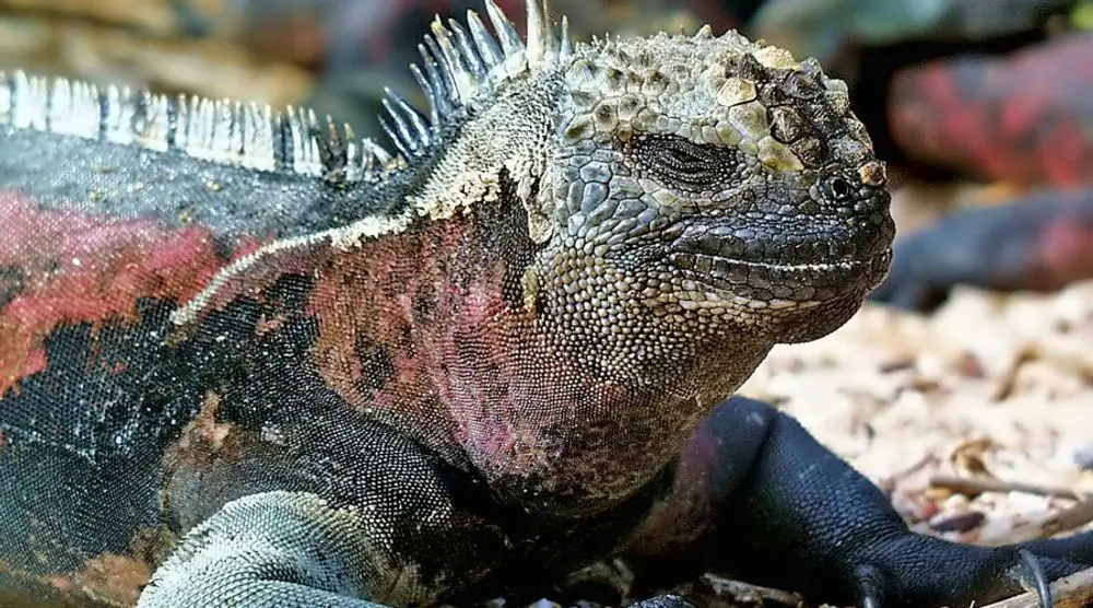 Marine iguana resting on rocks