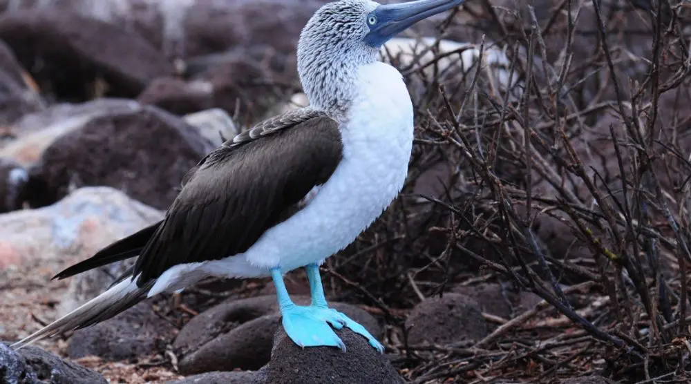 Blue-footed booby on volcanic rock