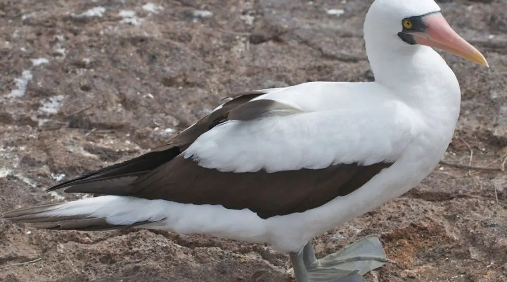 Nazca booby standing on rocks