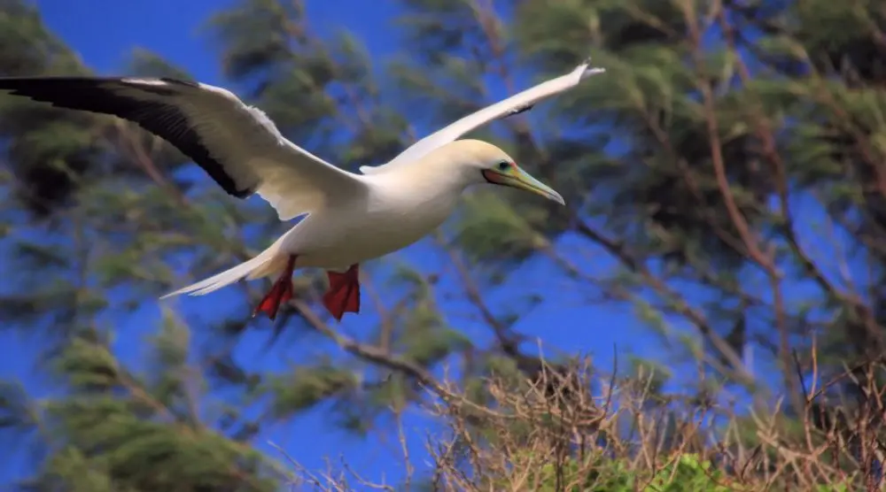 White seabird in flight