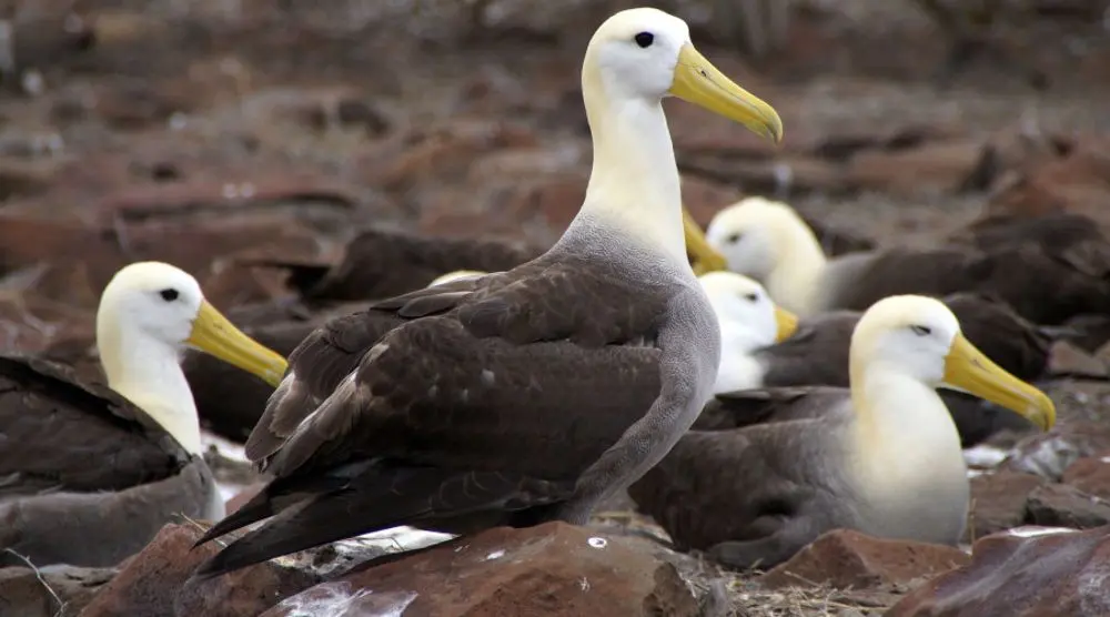 Waved albatrosses nesting