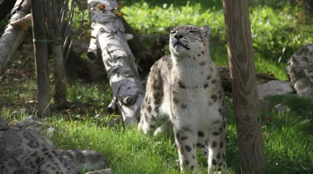 Snow leopard standing among trees