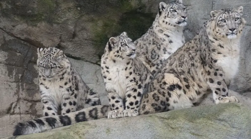 Snow leopards resting on rocks
