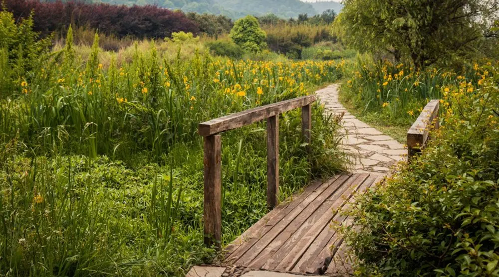 Wooden boardwalk through tall green grass