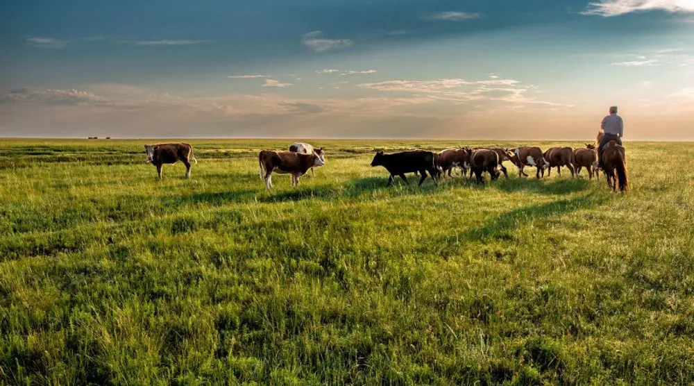 Horseman herding cattle on the Mongolian steppe