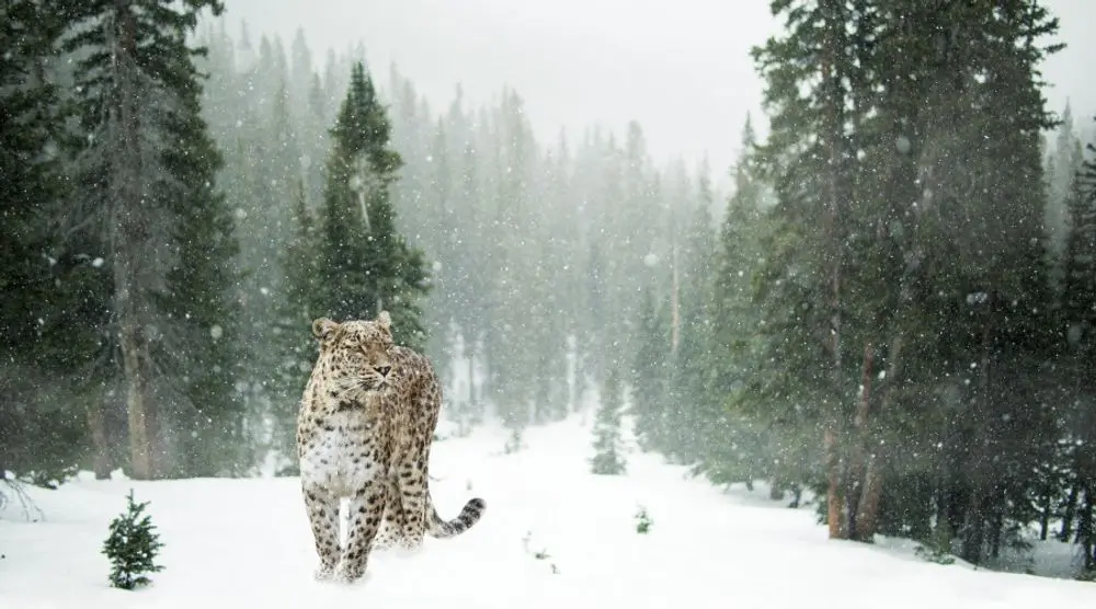 Snow leopard walking through a snowy forest