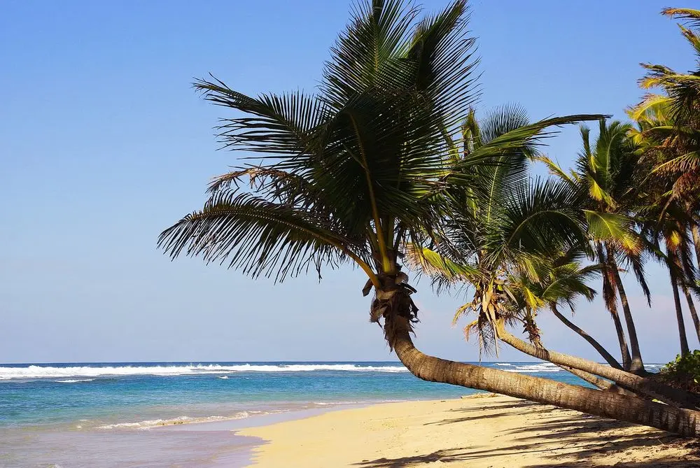 Leaning palm tree over a sandy beach
