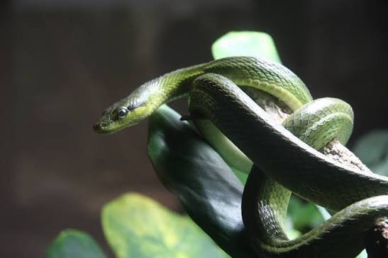 Green snake coiled on a branch
