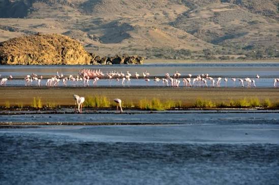 Flamingos wading in the shallows of Lake Natron