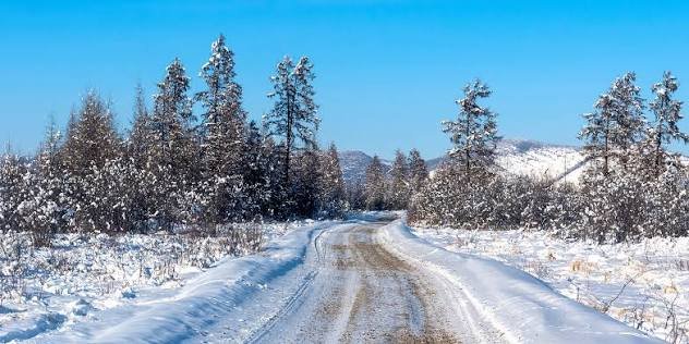 Snowy road through frosted trees in Oymyakon