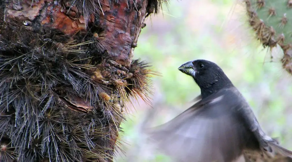 Darwin's finch on a tree trunk