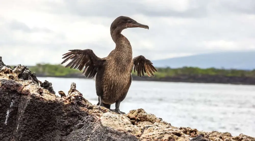 Flightless cormorant drying its wings