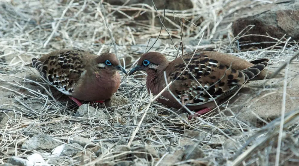 Pair of Galápagos doves on the ground
