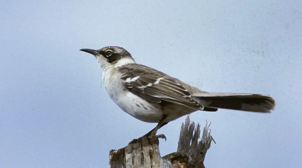 Galápagos mockingbird on a post