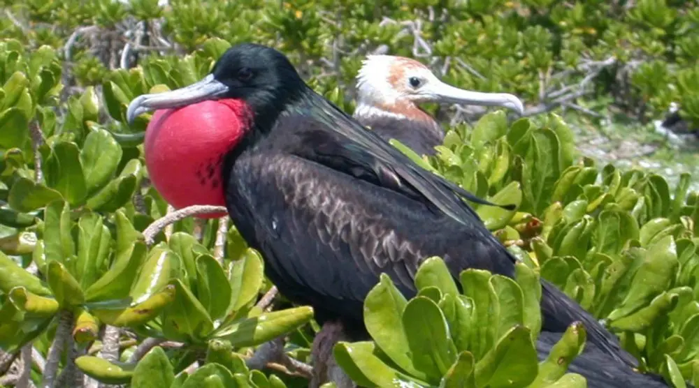 Frigatebird with an inflated red throat pouch