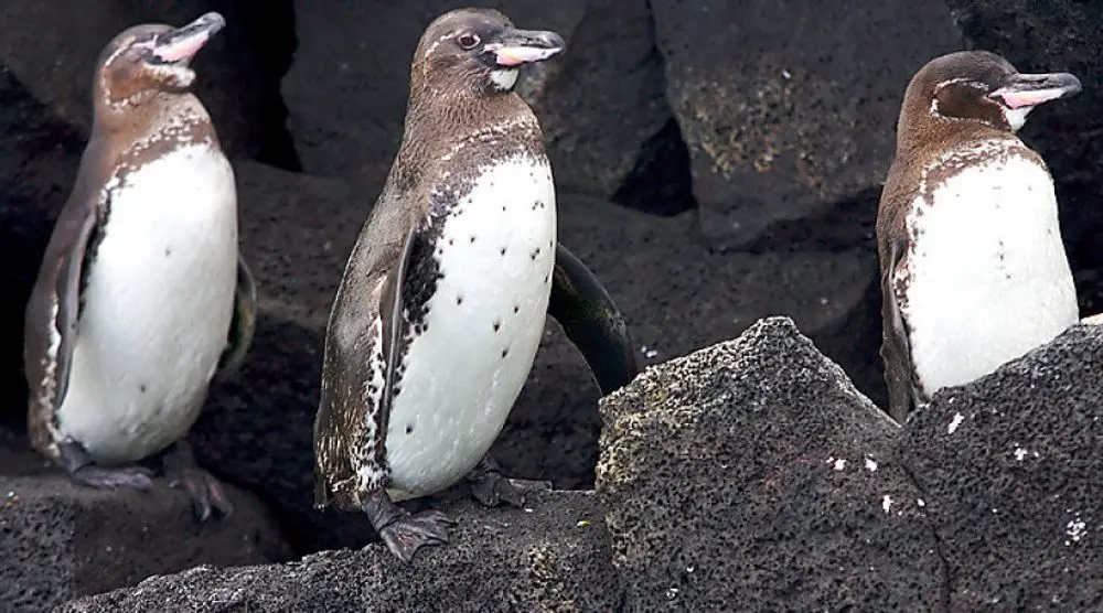 Galápagos penguins on lava rocks
