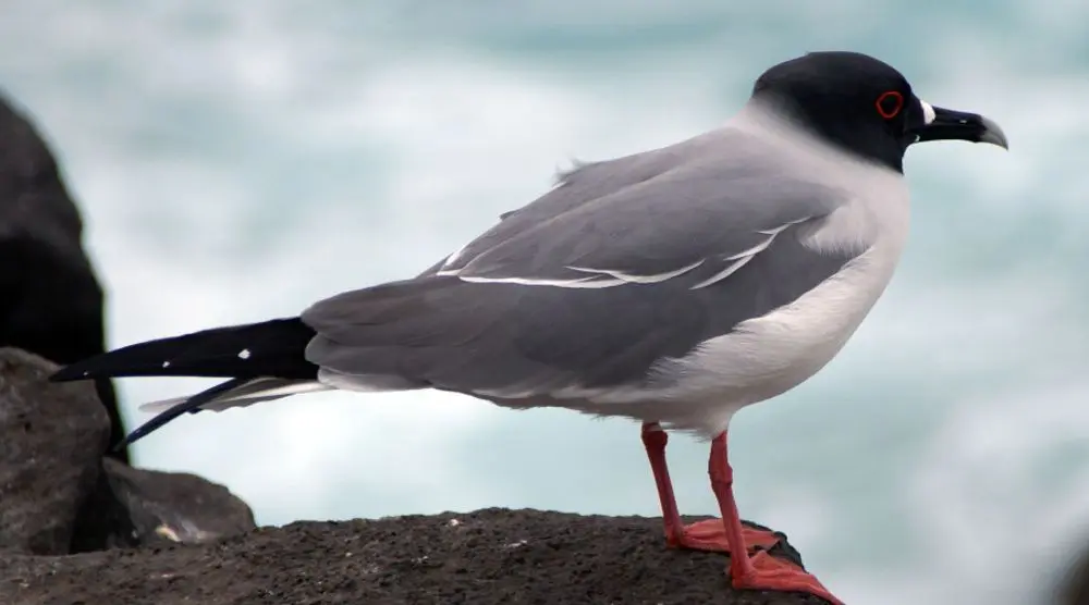 Swallow-tailed gull by the sea