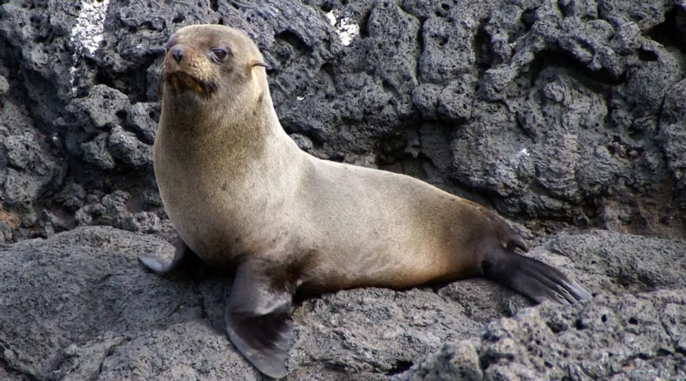 Galápagos fur seal on black lava rock