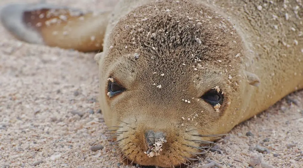 Sea lion resting its head on the sand