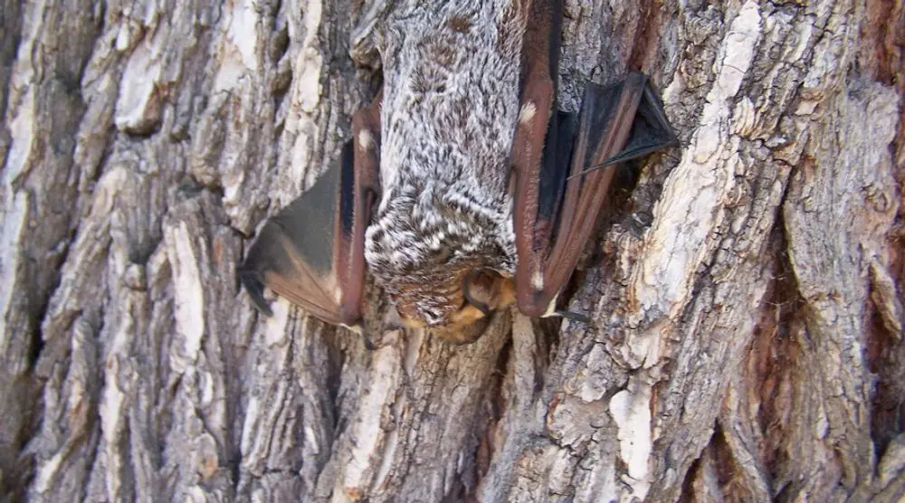 Bat roosting on tree bark