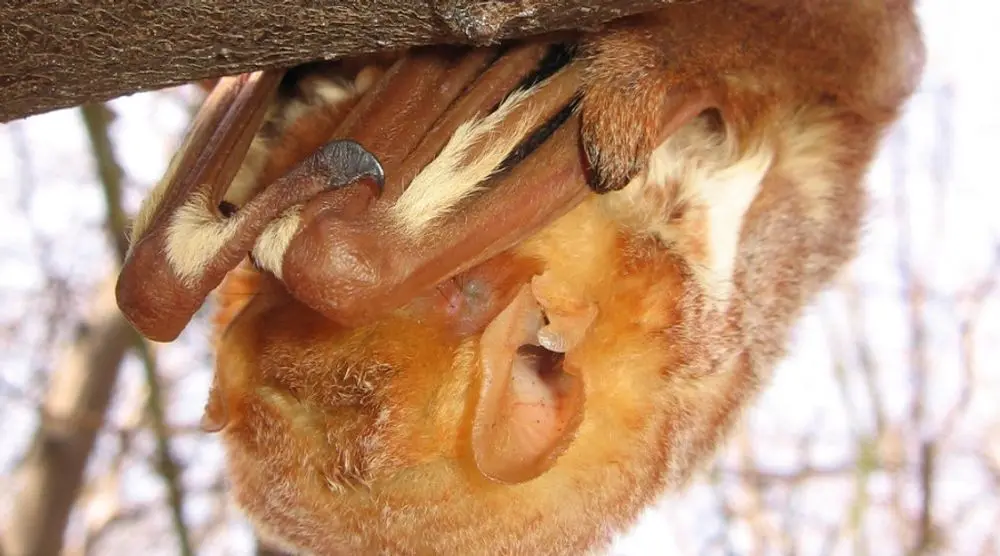 Red bat hanging from a branch