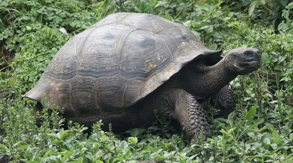 Giant Galápagos tortoise on grass
