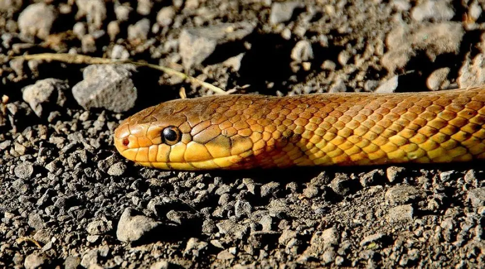 Brown snake on gravel