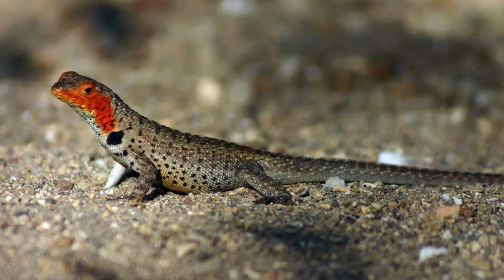 Lava lizard with a red throat