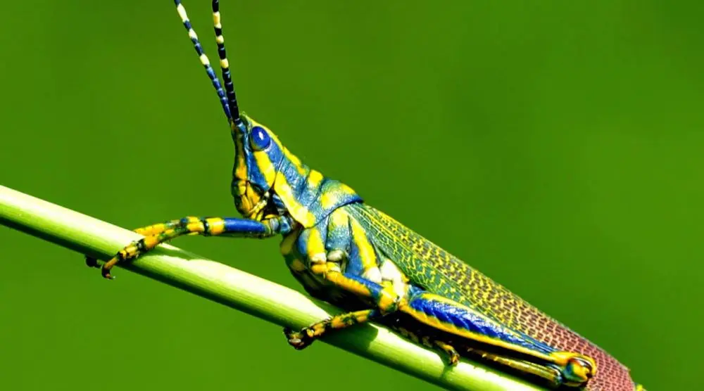 Brightly painted locust on a stem