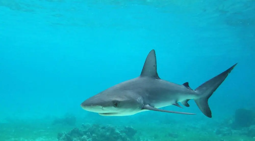Shark swimming in clear blue water