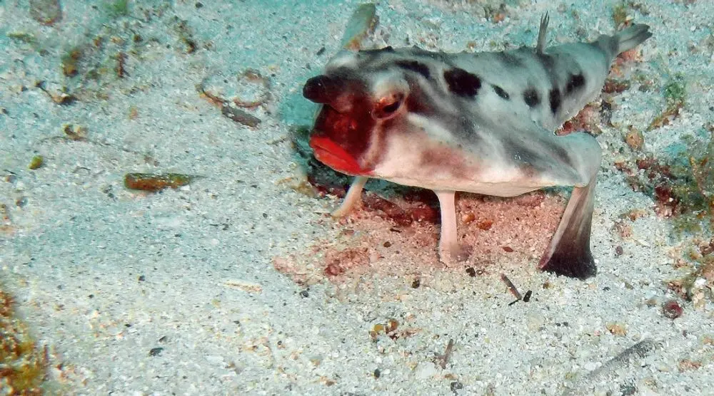 Red-lipped batfish on the sandy seabed