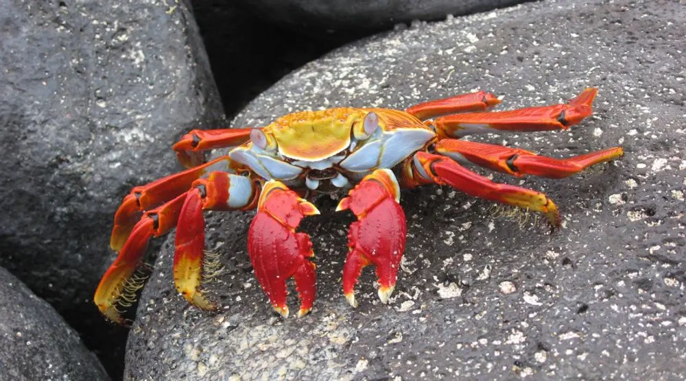 Sally Lightfoot crab on a rock