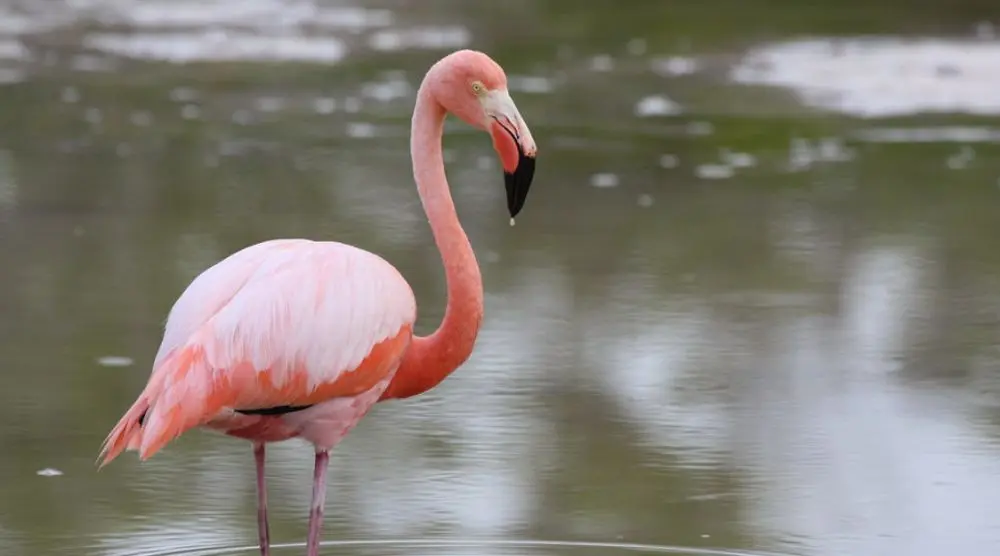 Pink flamingo wading in water