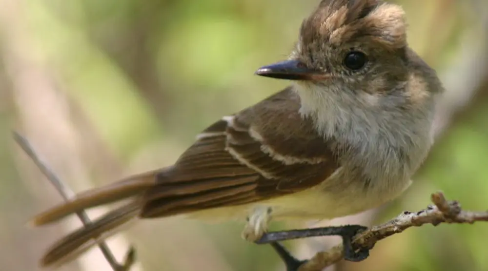 Small flycatcher perched on a twig