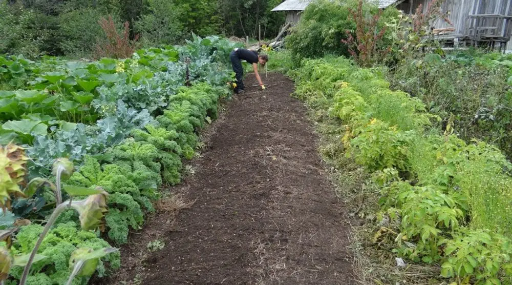Rows of vegetables in a kitchen garden