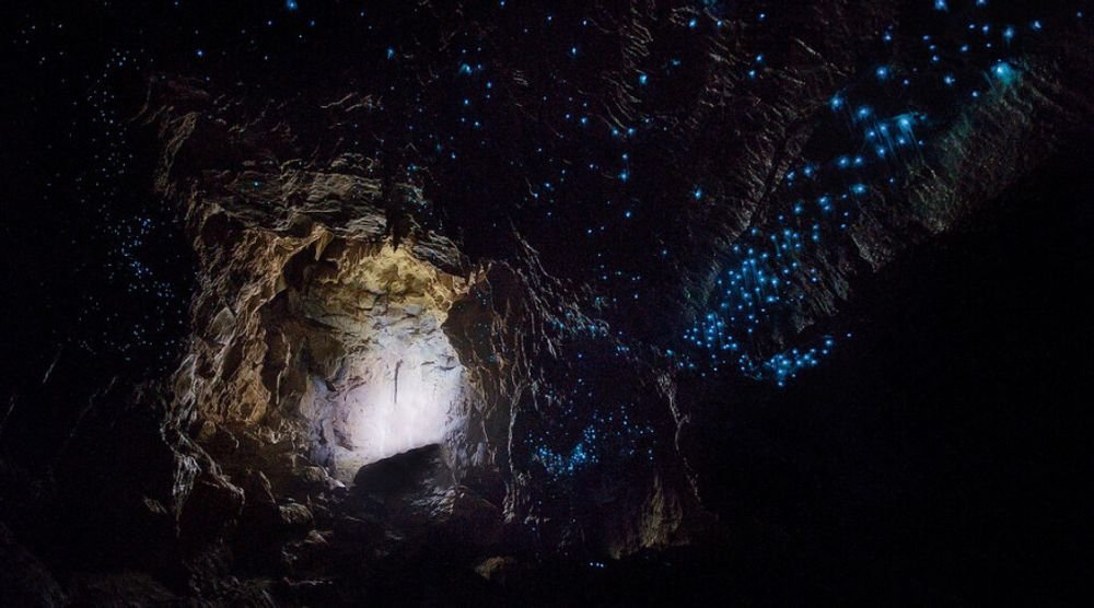 Glow-worms lighting a cave ceiling at Waitomo