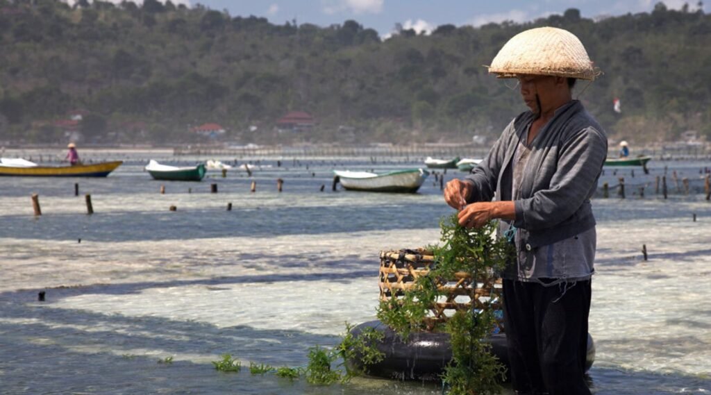 Seaweed Farming- The Possible Cure for Climate Change