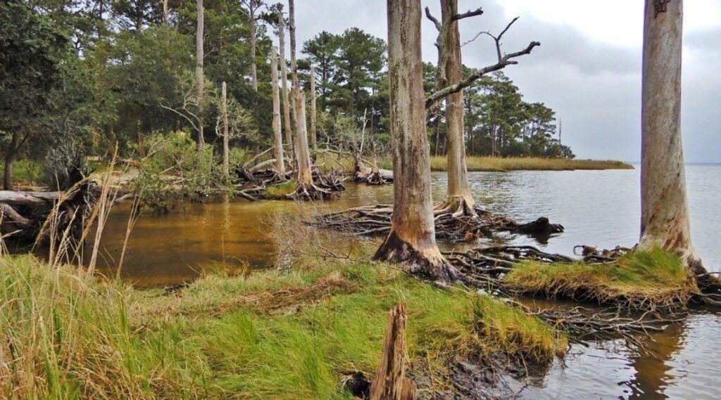 What is a Ghost Forest and the Conversion of Highland to Wetlands
