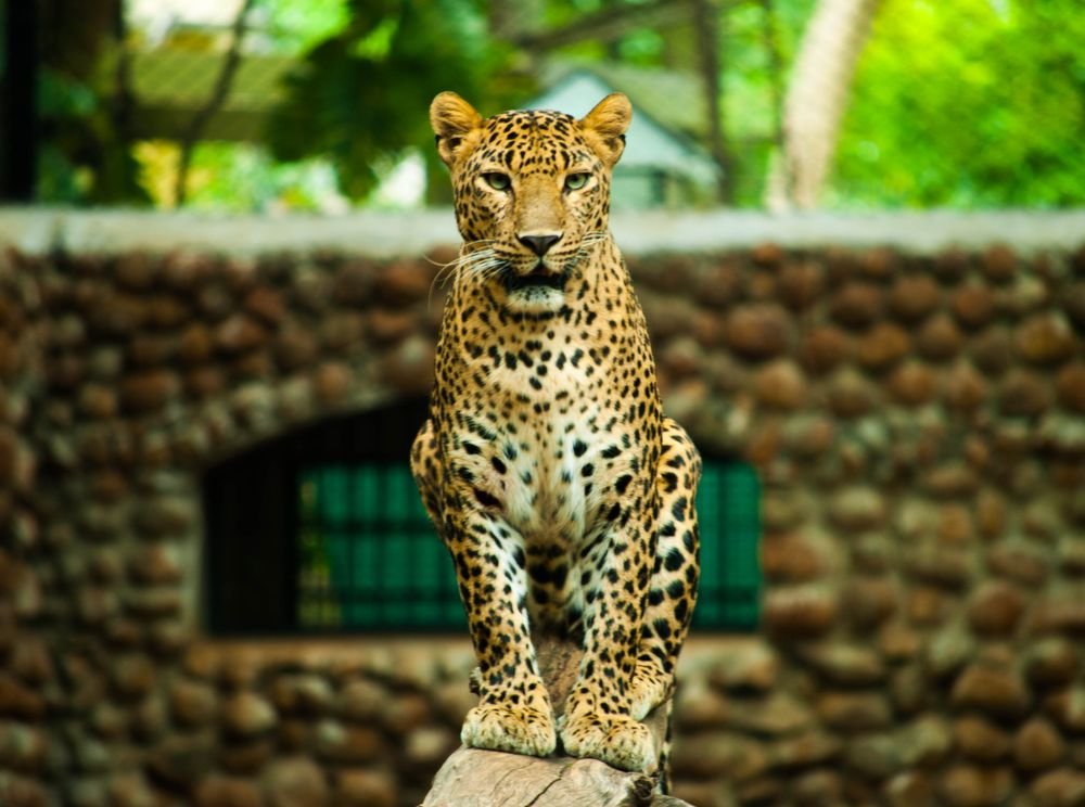 Leopard sitting on a rock