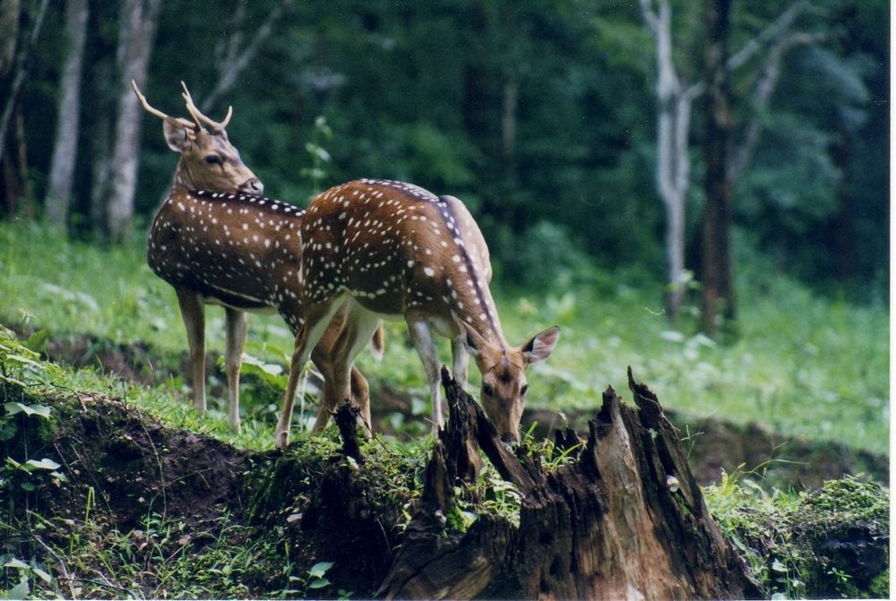 Spotted deer grazing in Nagarahole forest