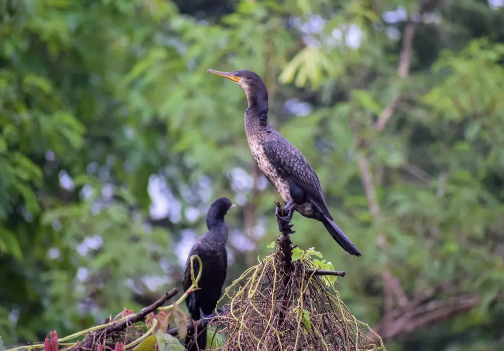 Cormorants perched in Salim Ali Bird Sanctuary